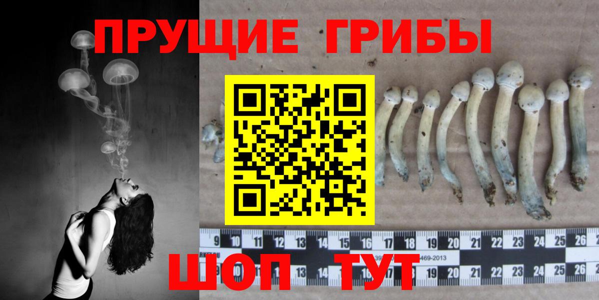 Галлюциногенные грибы GOLDEN TEACHER  Вход с VPN  Галлюциногенные грибы Psilocybe  Северобайкальск 